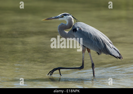 Airone blu a piedi in acqua Foto Stock