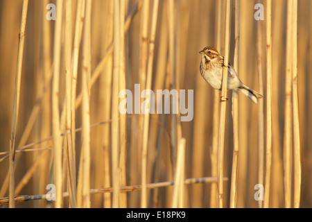 Femmina Reed bunting (Emberiza schoeniclus). Europa Foto Stock