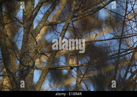 Eurasian Gufo pigmeo (Glaucidium passerinum) Foto Stock