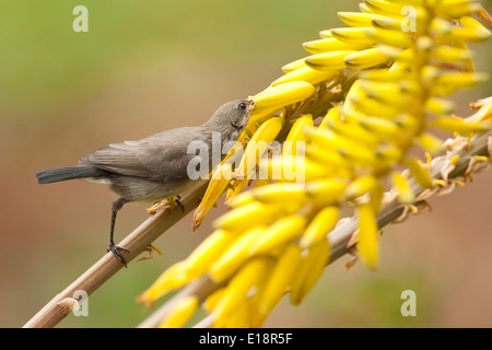 Palestina femmina Sunbird o Northern arancio-tufted Sunbird (Cinnyris oseus) Foto Stock