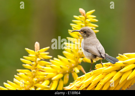 Palestina femmina Sunbird o Northern arancio-tufted Sunbird (Cinnyris oseus) Foto Stock