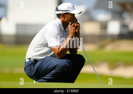 Sydney - Novembre 11, 2011. Tiger Woods esamina il suo putt nel secondo round in Australian Open presso i Laghi campo da golf. Foto Stock