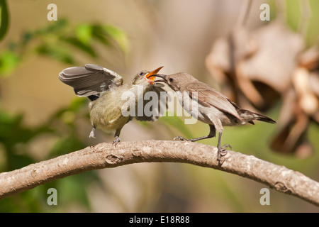 Palestina femmina Sunbird o Northern arancio-tufted Sunbird (Cinnyris oseus) alimenta un giovane hatchling. Foto Stock