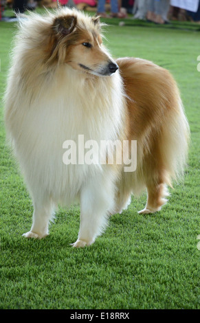 Collie ruvida (anche noto come 'Long-Haired Collie') Foto Stock