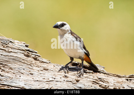 White-Headed Buffalo Weaver (Dinemellia dinemelli). Fotografato in Tanzania Foto Stock