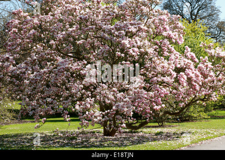 Piattino Magnolia, Magnolia soulangeana x, della Magnoliacee. Foto Stock