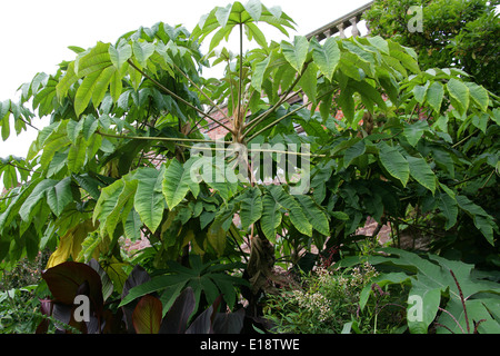 Con carta di riso pianta, Tetrapanax papyrifer, Araliaceae. Crescendo in Powys Giardini di Castello, il Galles. Foto Stock