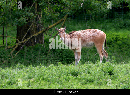 Moulting Père David deer (Elaphurus davidianus) , a.k.a. milu o elaphure Foto Stock