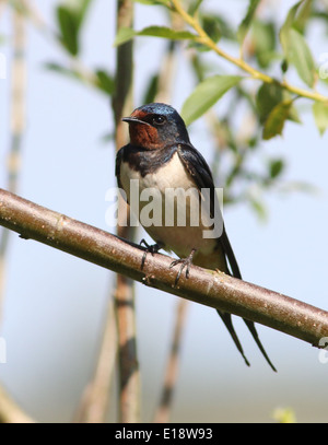 Unione Barn swallow (Hirundo rustica) in posa su di un ramo Foto Stock