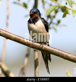 Dettagliate fino in prossimità di un Europeo Barn swallow (Hirundo rustica) in posa su di un ramo Foto Stock