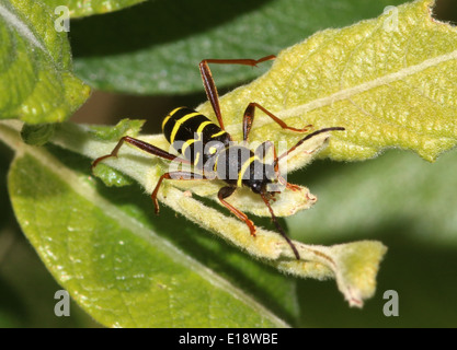 Wasp beetle (Clytus arietis), una vespa-mimando longhorn beetle specie in genere Clytus. Foto Stock