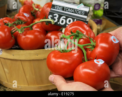 Vite di pomodori maturi, produrre sezione, Gristedes Fruttivendolo, NYC, STATI UNITI D'AMERICA Foto Stock