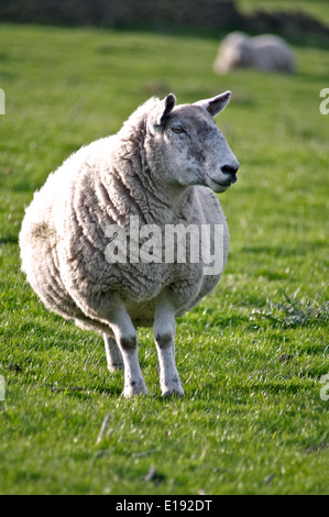 Una sola pecora in piedi sul suo proprio in un campo Foto Stock