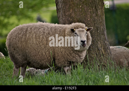 Pecore solitaria in un campo vicino ad un albero Foto Stock