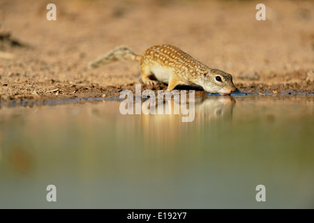 Terra messicana scoiattolo (Ictidomys mexicanus) bere in corrispondenza di un foro per l'acqua del Rio Grande City Texas USA Foto Stock