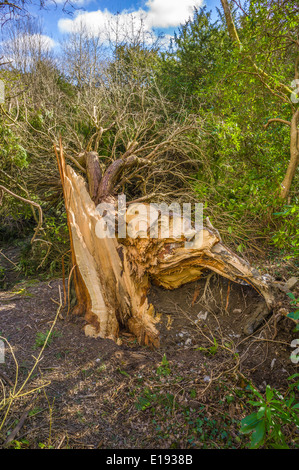 Una matura conifera albero in un piccolo bosco si è staccata al livello del suolo da gale force venti esponendo il tronco interno Foto Stock