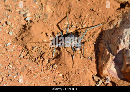 Massa corazzata cricket, bush cricket, mais cricket, setotojane o koringkrieke (Acanthoplus discoidalis) ovipositing, Namibia Foto Stock