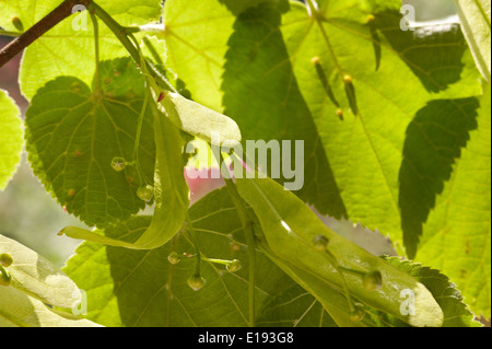 Nuovi semi alati elicottero vento di dispersione luminosa comune lussureggianti lime tree con fiori di affievolimento in primavera Foto Stock