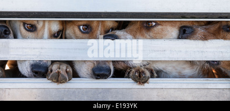 Foxhounds guardando fuori del lato del rimorchio Foto Stock