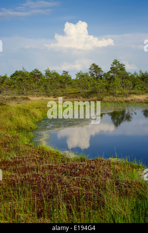 Riisa Bog, Soomaa National Park, la contea di Pärnu, Estonia, Europa, Unione europea, maggio 2014 Foto Stock