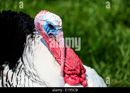 Un tacchino Pied. Foto Stock