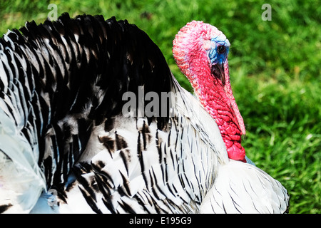 Un tacchino Pied. Foto Stock