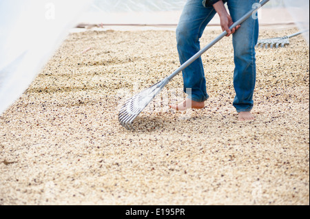 Processo di essiccazione dei chicchi di caffè in camera pulita Foto Stock