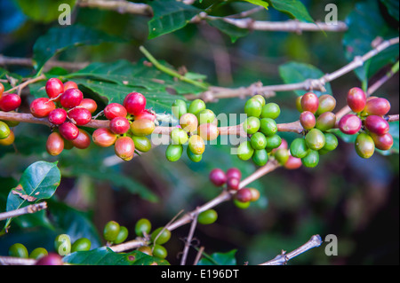 I chicchi di caffè maturazione su albero nel nord della Thailandia Foto Stock