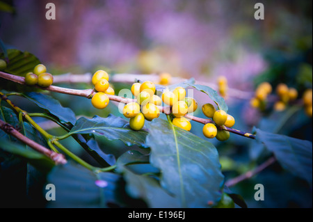 I chicchi di caffè maturazione su albero nel nord della Thailandia Foto Stock
