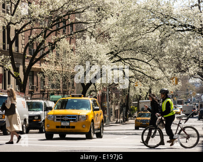 Alberi fioriti e traffico, Primavera, Murray Hill, NYC, STATI UNITI D'AMERICA Foto Stock