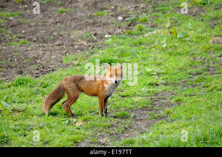 Rosso europeo volpe (Vulpes vulpes) Foto Stock