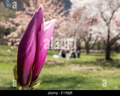 Magnolia Blossom vicino a Central Park, New York, Stati Uniti d'America Foto Stock