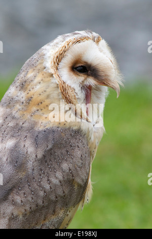 Barbagianni chiamando closeup (Tyto alba) Irlanda Foto Stock