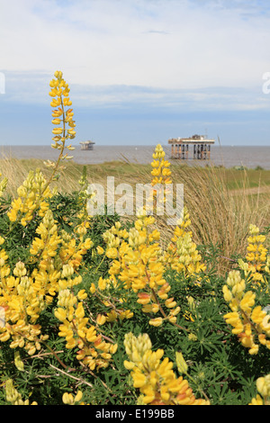 Lupini selvatici sulla spiaggia di Sizewell, Suffolk, Inghilterra, Regno Unito. Foto Stock