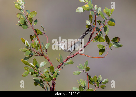 Bewick di Wren Thryomanes bewickii Oracle, Pinal County, Arizona, Stati Uniti 17 Maggio Troglodytidae adulti Foto Stock