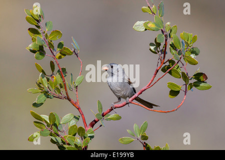 Nero-chinned Sparrow Spizella atrogularis Santa Catalina Mountains, Pinal County, Arizona, Stati Uniti 17 Maggio maschio adulto Foto Stock