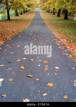 Strada alberata con alberi di acero in autunno a colori. Oregon Foto Stock