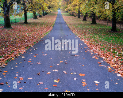 Strada alberata con alberi di acero in autunno a colori. Oregon Foto Stock