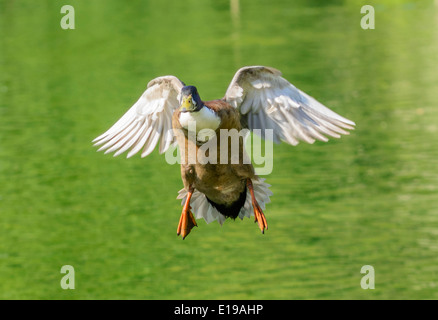 Drake brown duck, probabilmente un germano reale ibrido, volando a bassa quota verso la telecamera in primavera nel Regno Unito. Foto Stock