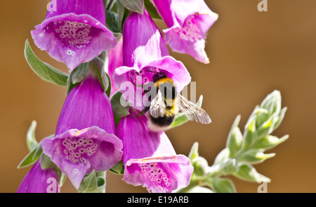 Un Bumble Bee raccogliere il polline di un fiore foxglove Foto Stock