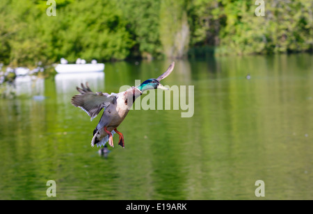 Drake Mallard duck (Anas platyrhynchos) volare su un lago in primavera nel West Sussex, in Inghilterra, Regno Unito. Foto Stock