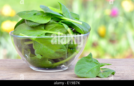 Fresh baby spinaci foglie in una ciotola Foto Stock