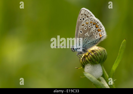 Comune (blu Polyommatus icarus) su un chiuso oxeye daisy (crisantemo leucanthemum) Foto Stock