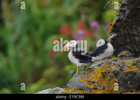 Cornuto Puffin appollaiato su un affioramento roccioso, Isola d'anatra, Alaska Maritime Wildlife Refuge, Alaska Foto Stock