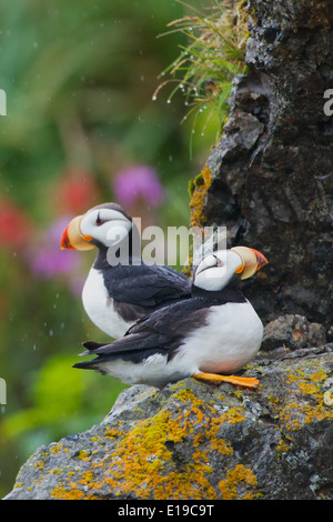 Cornuto Puffin appollaiato su un affioramento roccioso, Isola d'anatra, Alaska Maritime Wildlife Refuge, Alaska Foto Stock