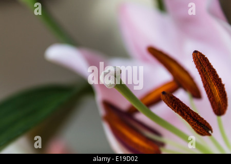 Chiudere fino a un bianco e rosa lily Foto Stock