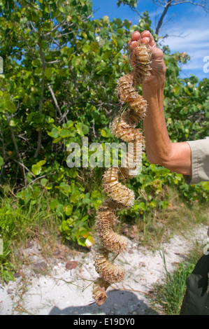 L'alleggerimento Buccino uovo sac, si trova lungo la spiaggia a moncone Pass state park è stato lavato a terra dopo le uova erano tratteggiate. Foto Stock