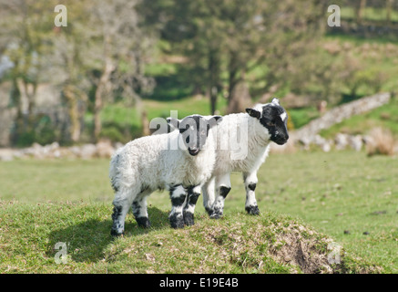 Due agnelli nuovi giocando insieme in un campo. Foto Stock