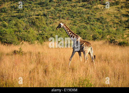 La giraffa nella prateria, Parco Nazionale di Pilanesberg, Pilanesberg, nord ovest della provincia, Repubblica del Sud Africa Foto Stock