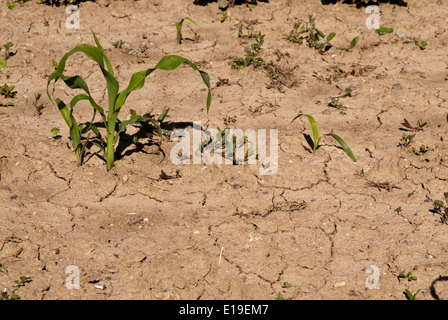 Giovani stocchi di mais, su secche e screpolate messa a terra Foto Stock